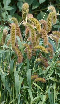 Ugandan Foxtail Millet  Setaria italica